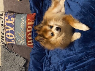 Scooter sweet 11 yr old Pomeranian